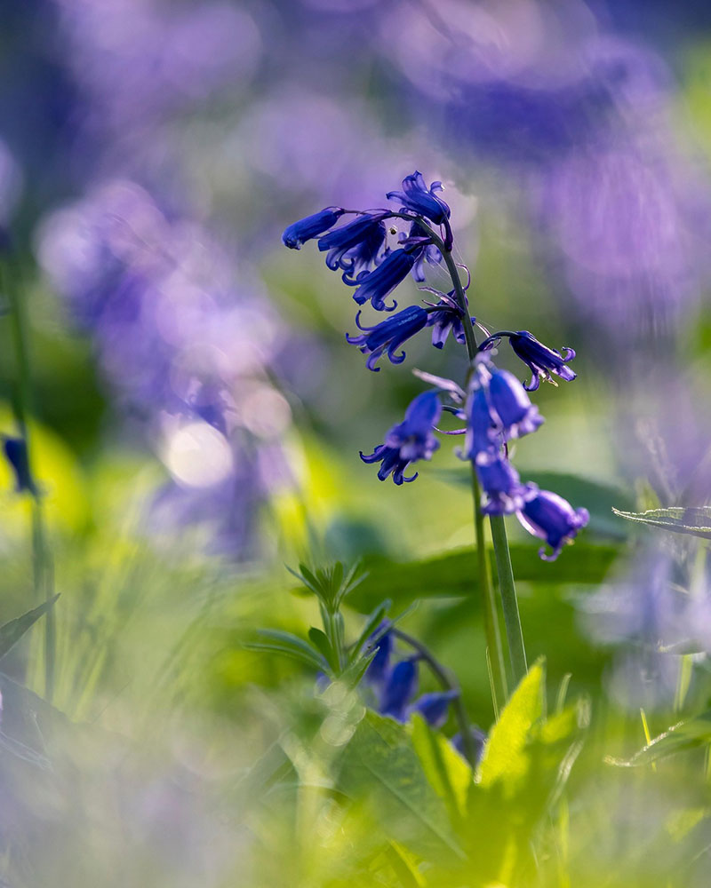 Bluebells