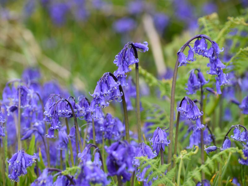 A photo of lots of bluebells in bloom in a field.