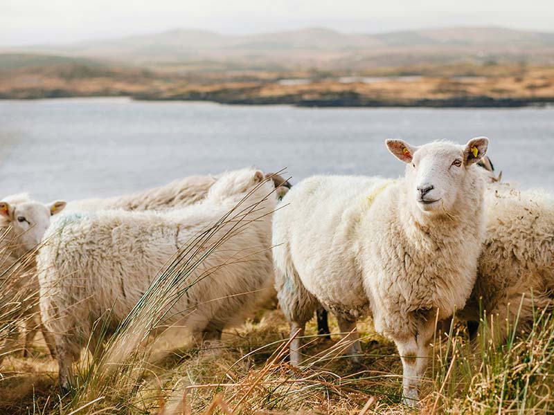 Connemara National Park
