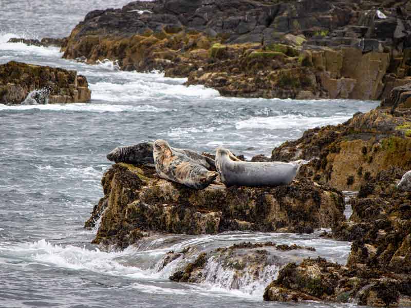 Seals at Sea
