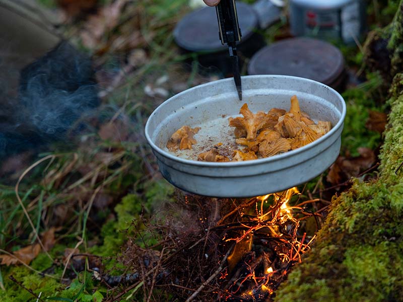 Foraging Experience, Highlands