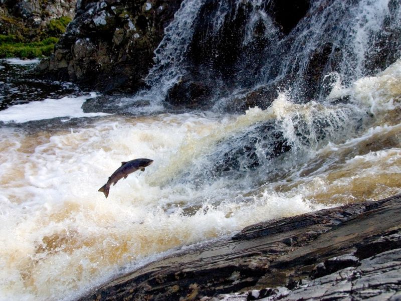 Scotland fly fishing