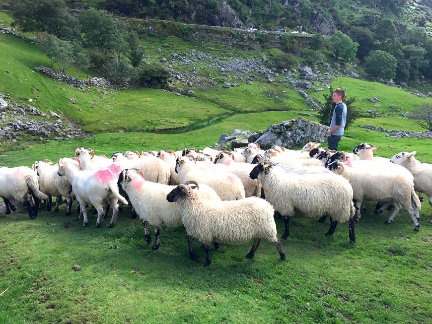 Sheep farming