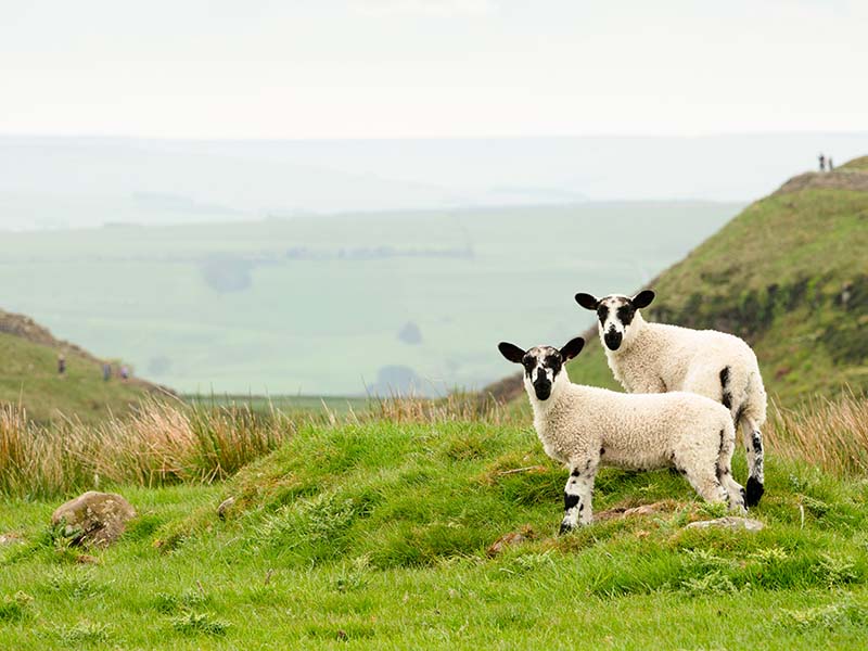 Lambs, Northumberland