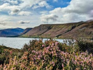 Photo looking through the heather out across Loch Muick, taken on a sunny day