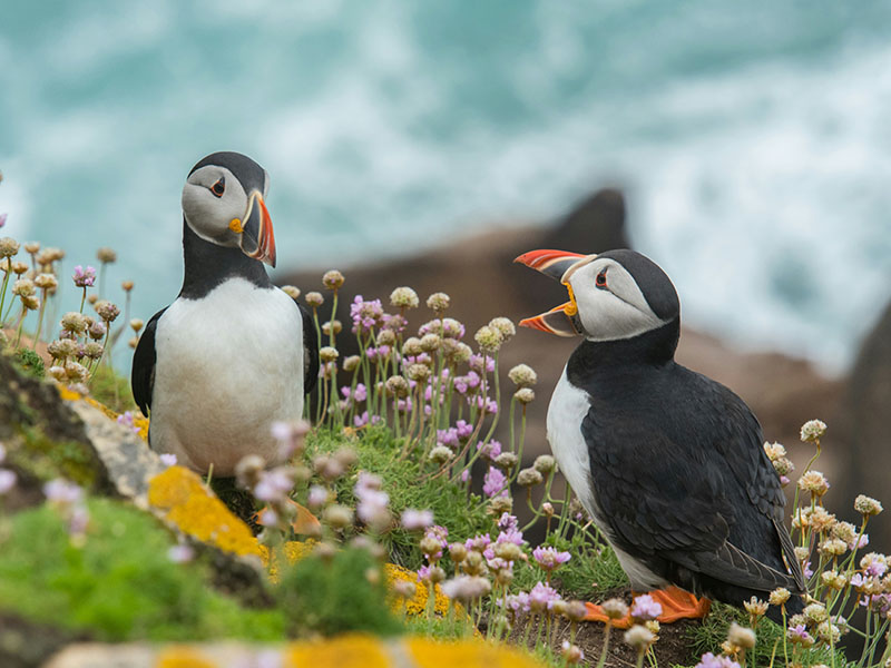 Puffins
