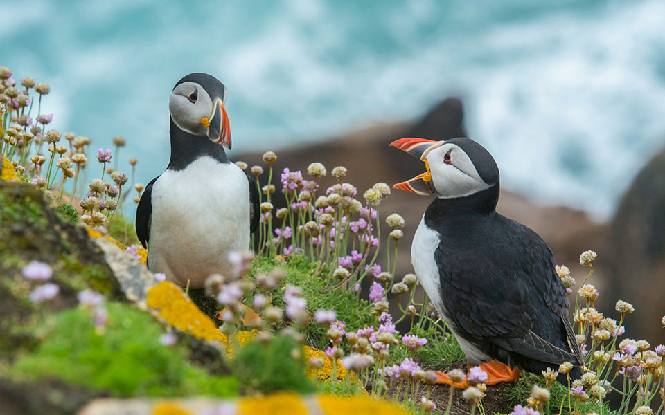 Puffins, Scotland