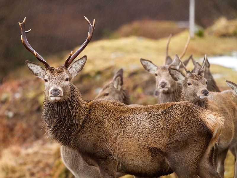 Red Deer, Glen Etive, Highlands