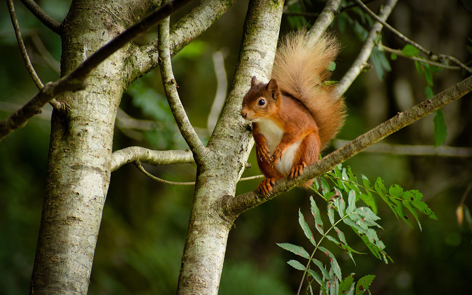 Red Squirrel, Scotland