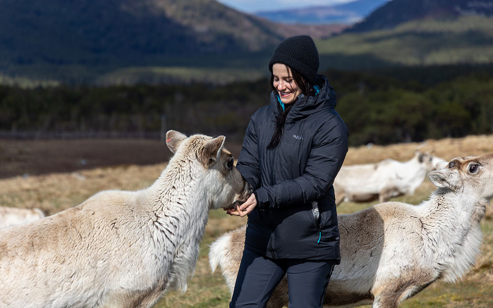 Reindeer Experience, Cairngorms
