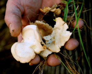 Foraging