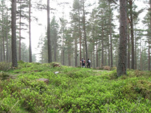 Two hikers walk through the woodland along The Speyside Way