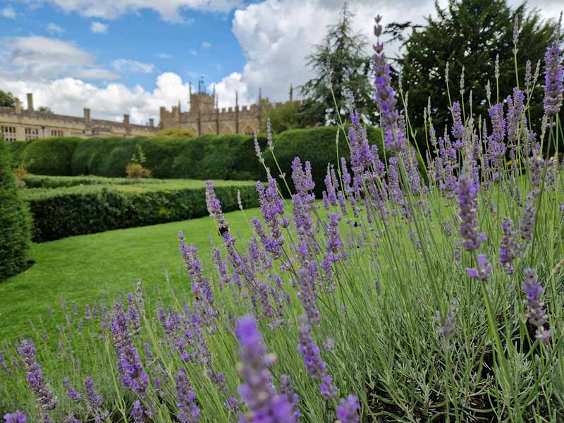 Sudeley Castle through the blooming heather