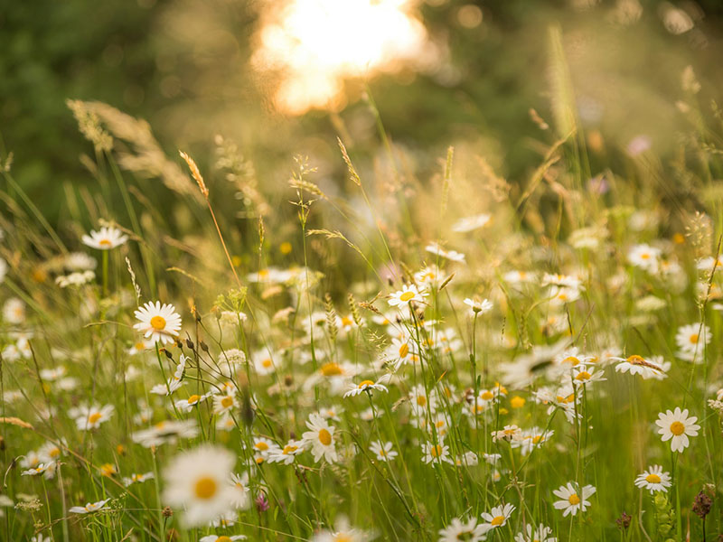 Wildflower Meadow