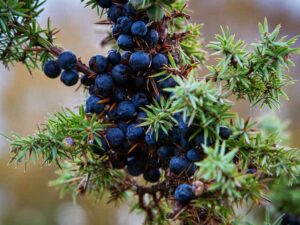 close up of juniper berries