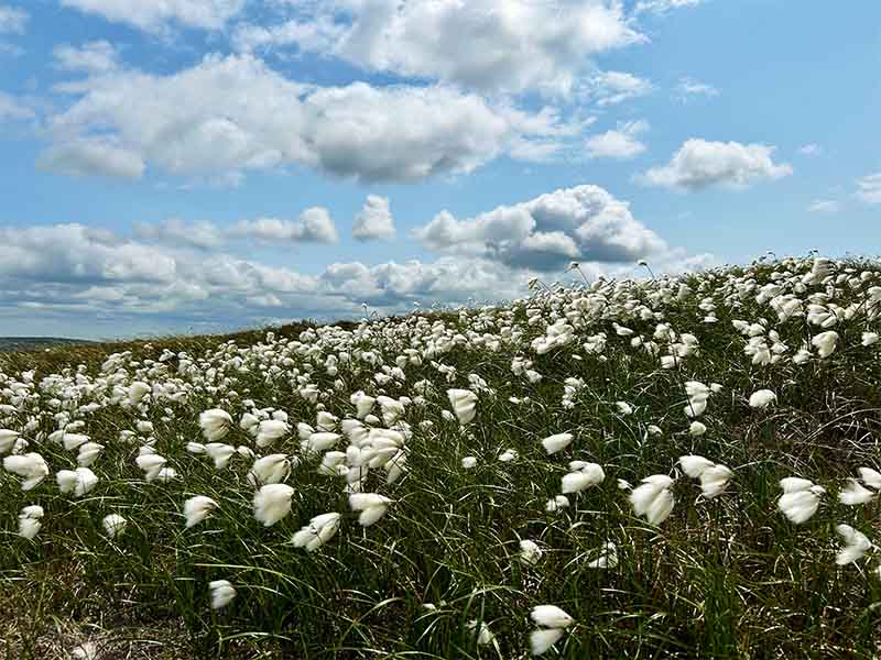 Wild cotton grass
