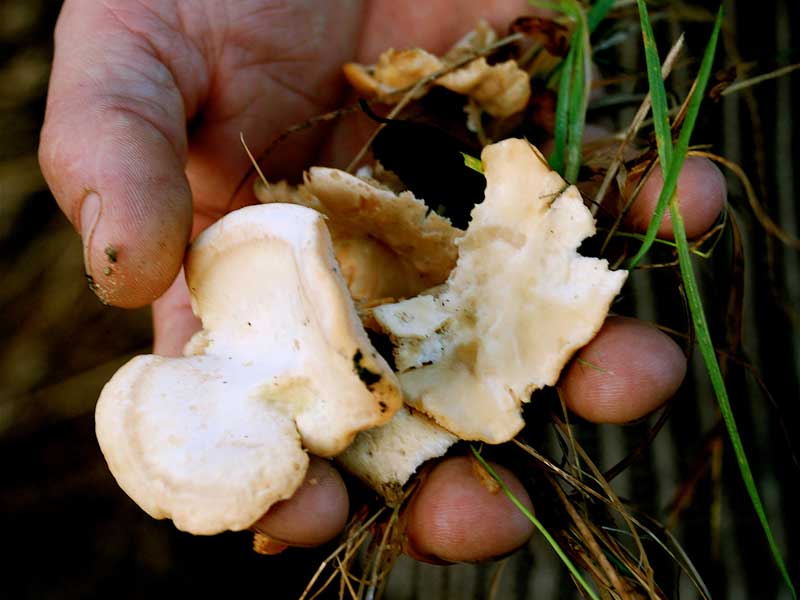 Foraging Scotland