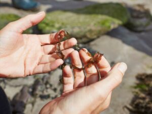 Foraging Seaweed