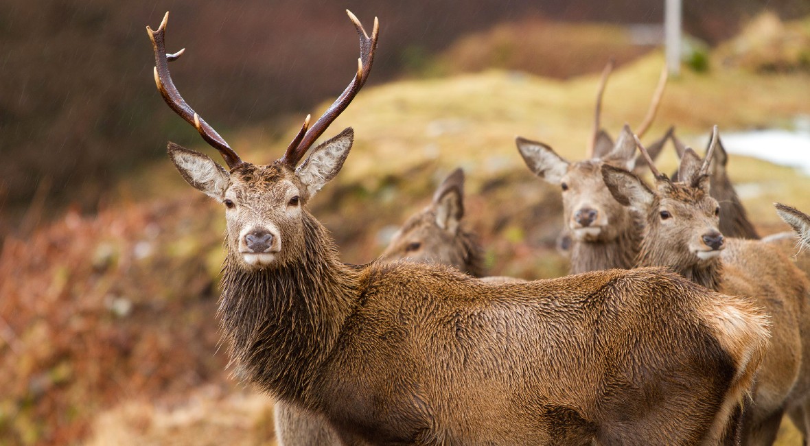 Deer Stalking Experience
