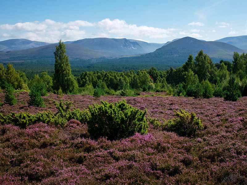 hills of heather