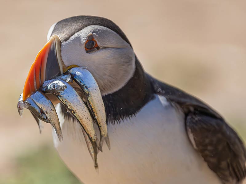 Skomer Island Puffins