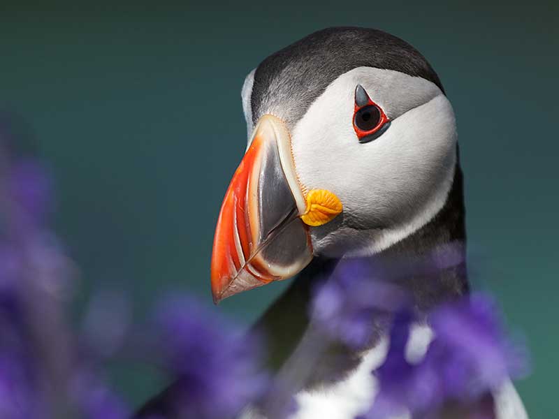 Puffin
