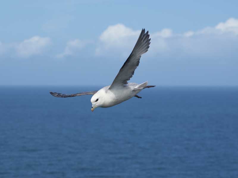 Fulmar