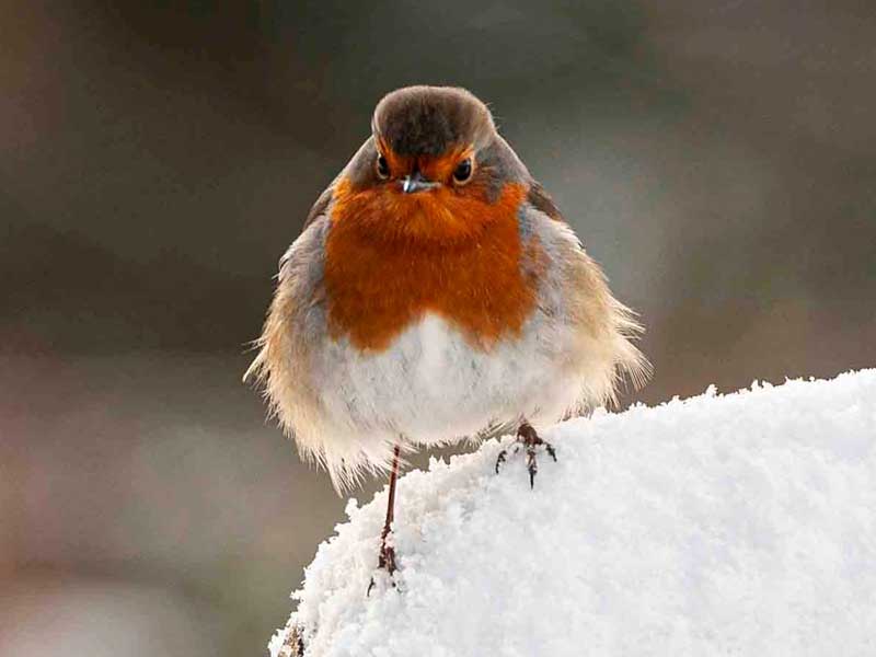 Robin